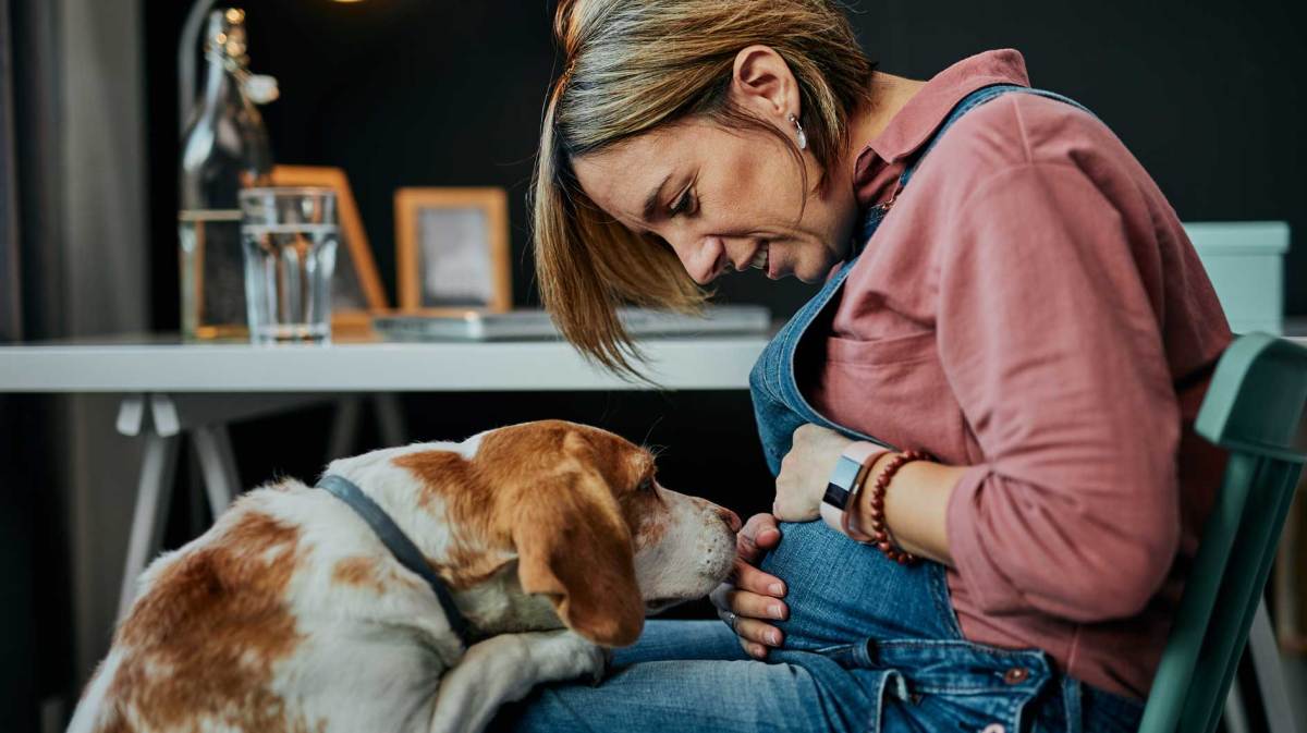 Schwangere Frau sitzt auf einem Stuhl und hält ihren Bauch fest. Ihr Hund hat sich mit den Vorderpfoten auf ihre Knie gestützt und schnuppert am Babybauch.