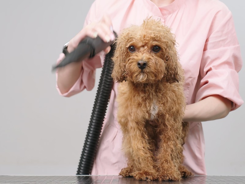 Hund, der seine Haare geföhnt bekommt und traurig ausschaut.