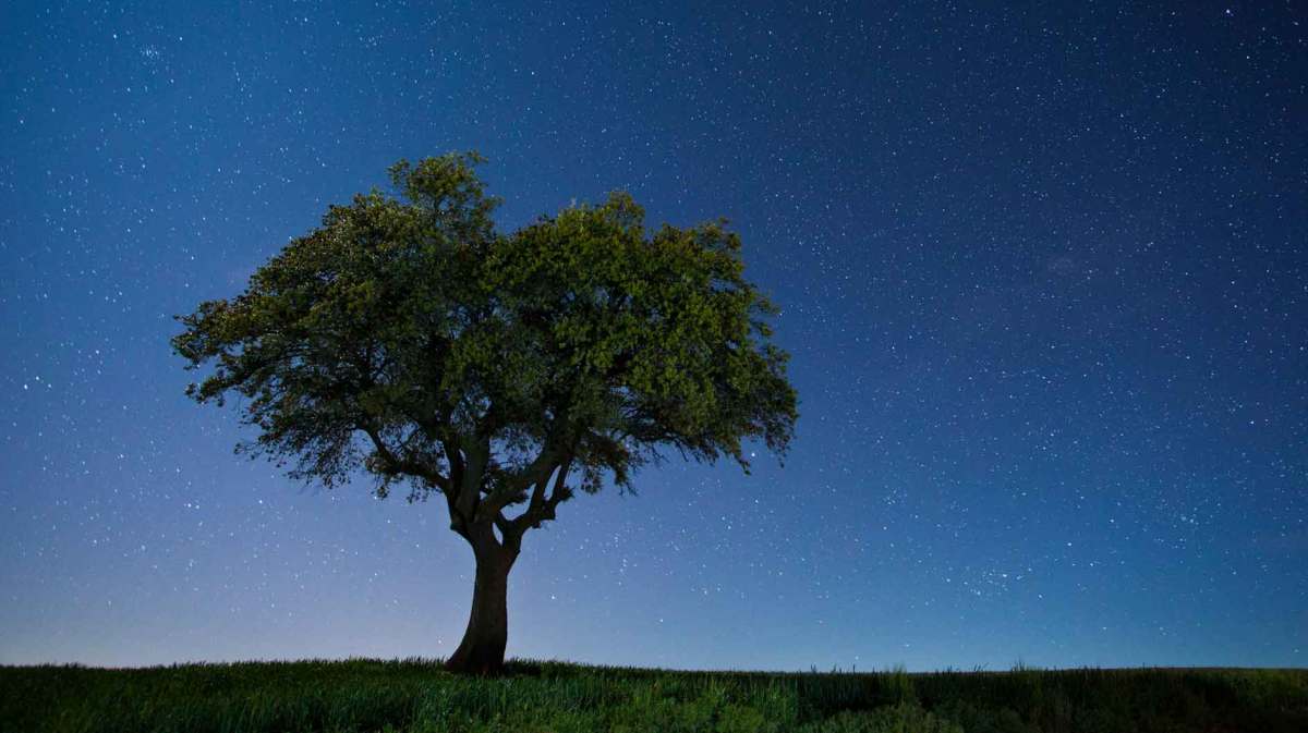 Ein mysthischer Baum steht in der Dämmerung auf einem freien Feld.