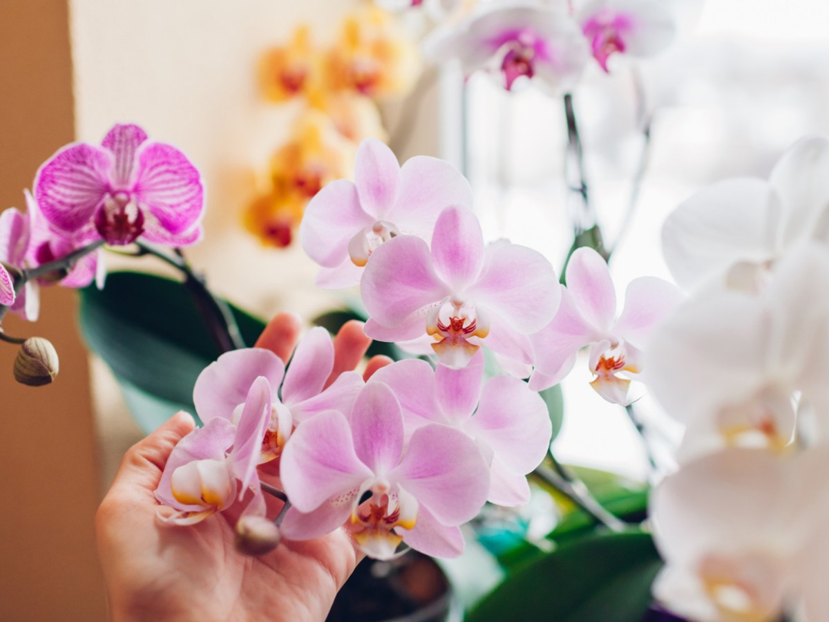 Verschiedene bunt blühende Orchideen auf Fensterbank.