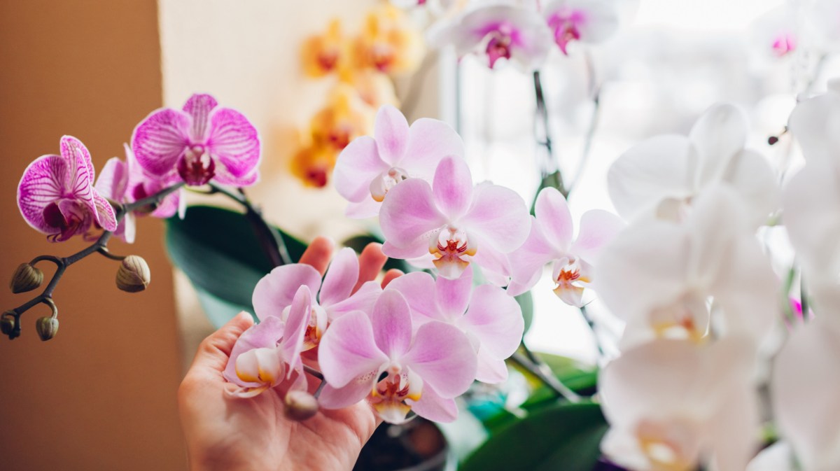 Verschiedene bunt blühende Orchideen auf Fensterbank.