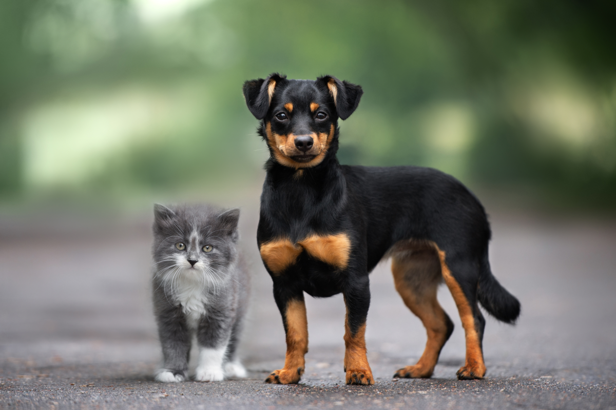 Kleiner, schwarzer Hund mit braunen Abzeichen steht neben grauweißer Kätzchen.