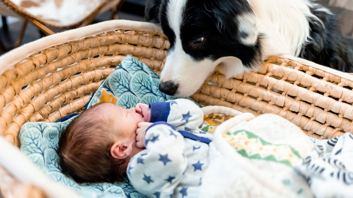 Ein Hund schnüffelt neugierig am Neugeborenen, das in einem Babybett liegt.