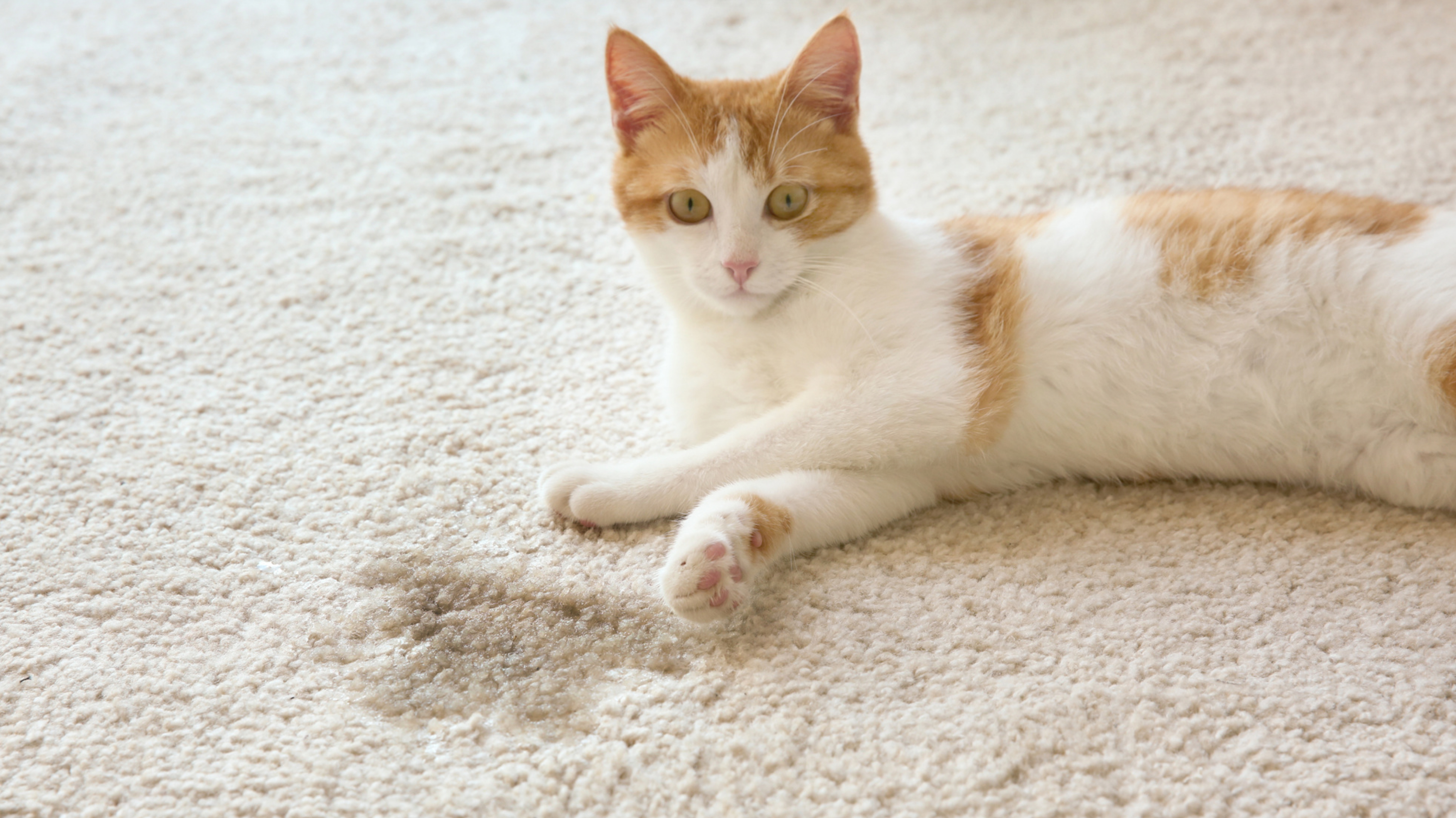 Katzenurin entfernen: Die besten Hausmittel gegen den Geruch