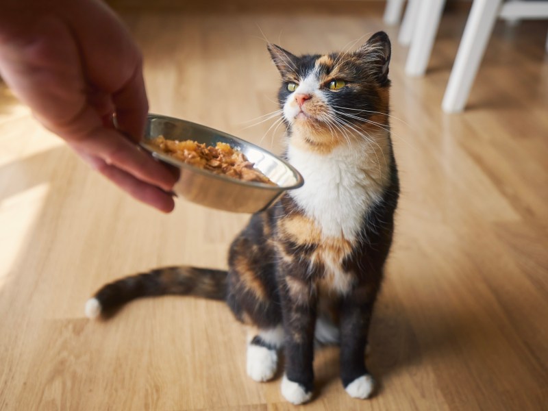 Mehrfarbige Katze bekommt Futternapf gereicht