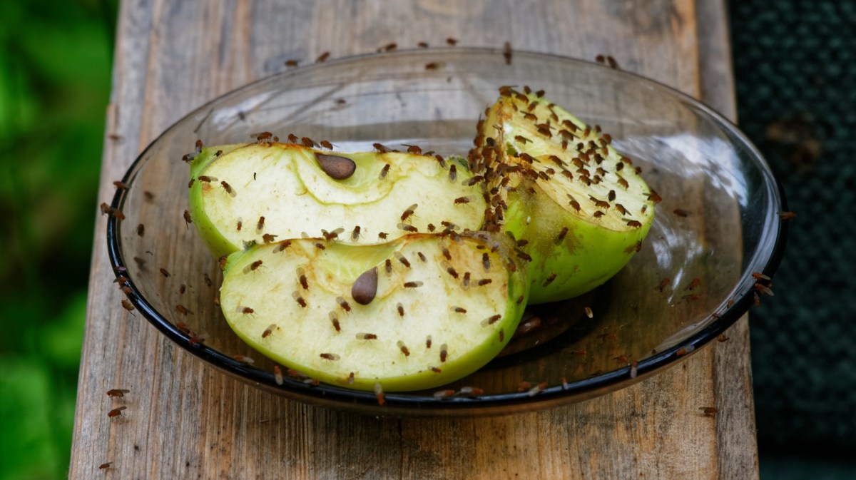 Fruchtfliegen auf einem grünen Apfel