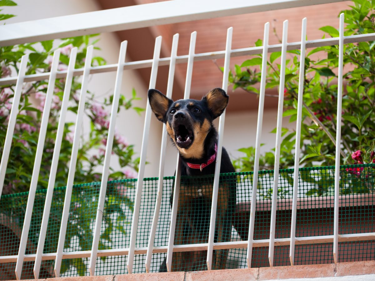 Schwarz-brauner Hund bellt aufgeregt hinter weißem Balkongitter, umgeben von blühenden Pflanzen.