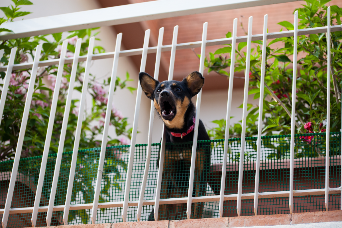 Schwarz-brauner Hund bellt aufgeregt hinter weißem Balkongitter, umgeben von blühenden Pflanzen.