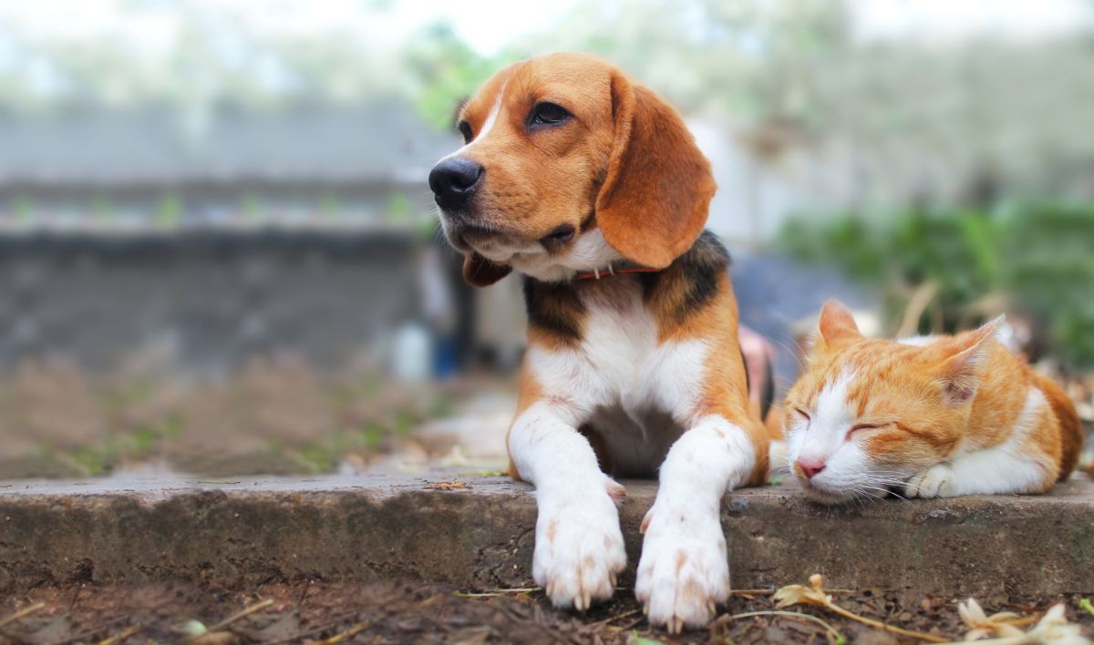 Ein Beagle und eine rot-getigerte Katze liegen auf einer Steinmauer