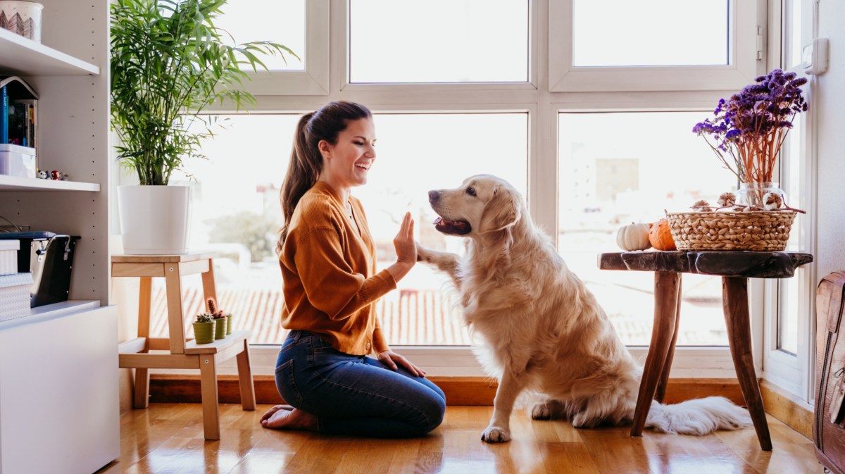 Frau die lächelt und mit ihrem Hund auf dem Boden sitzt, während sich beide gegenseitig mit Pfote und Hand einschlagen