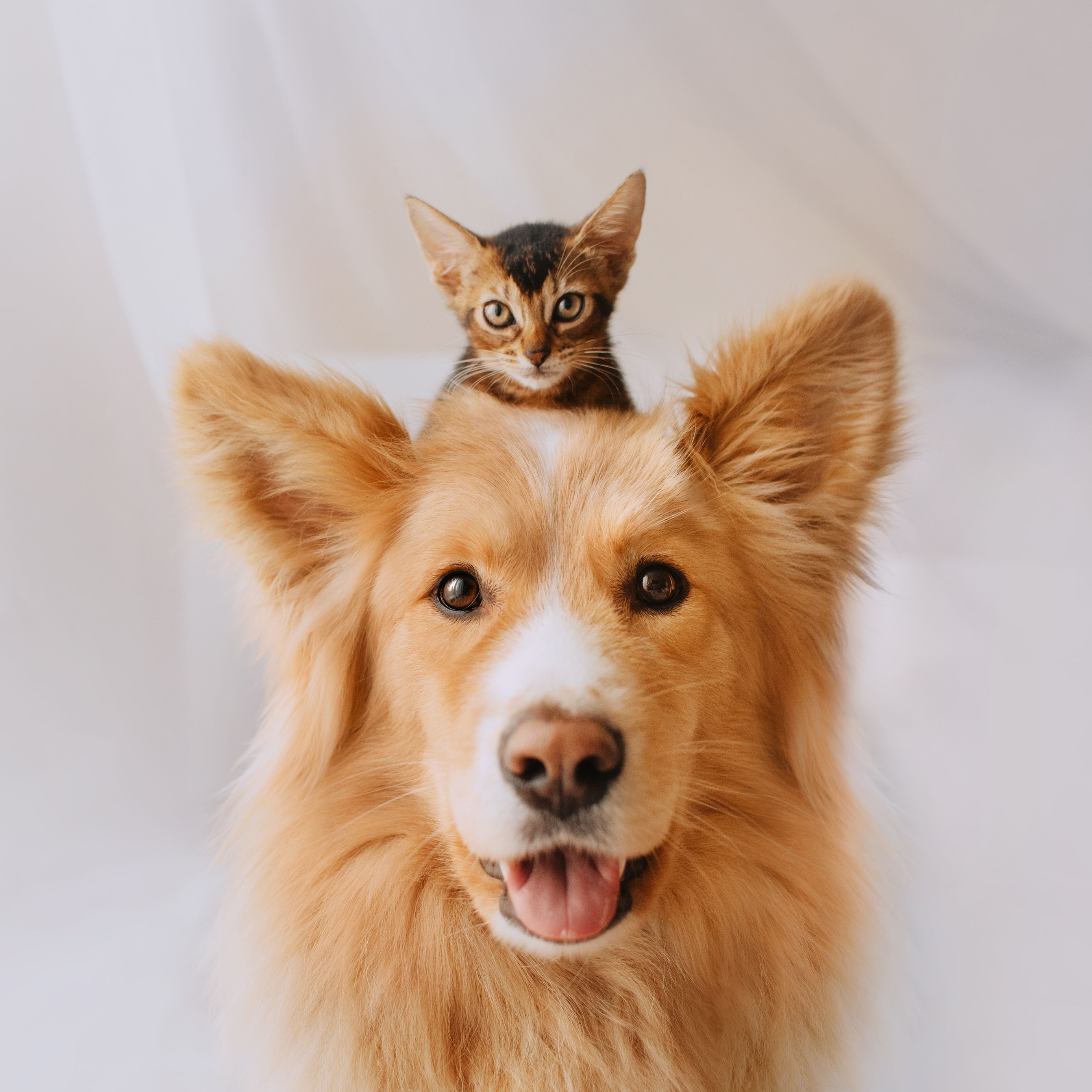 Hund und Katze