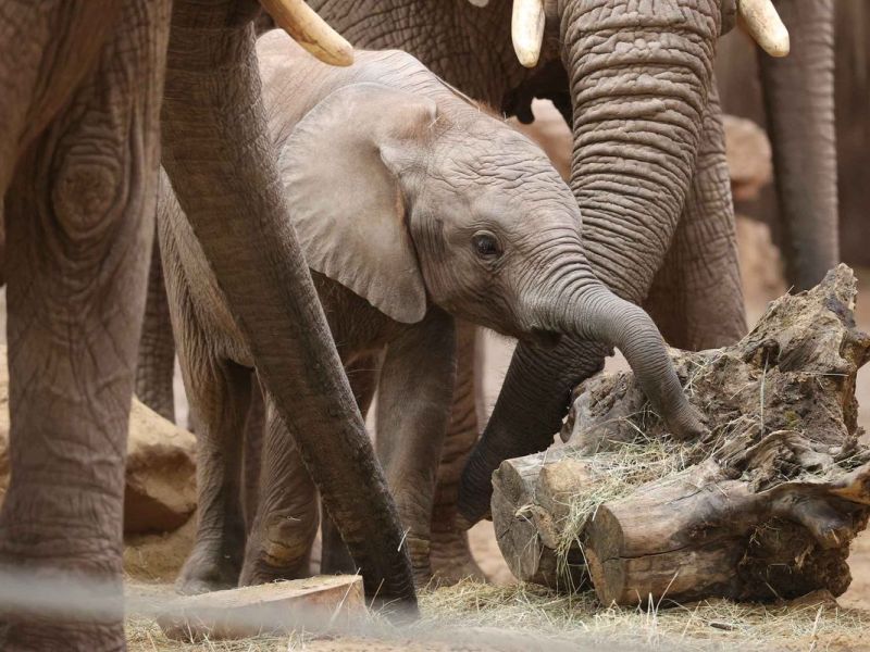 Zoos Deutschland