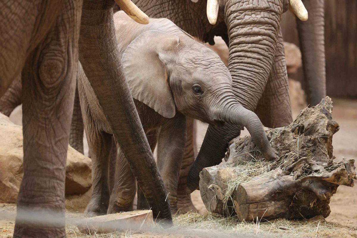 Zoos Deutschland