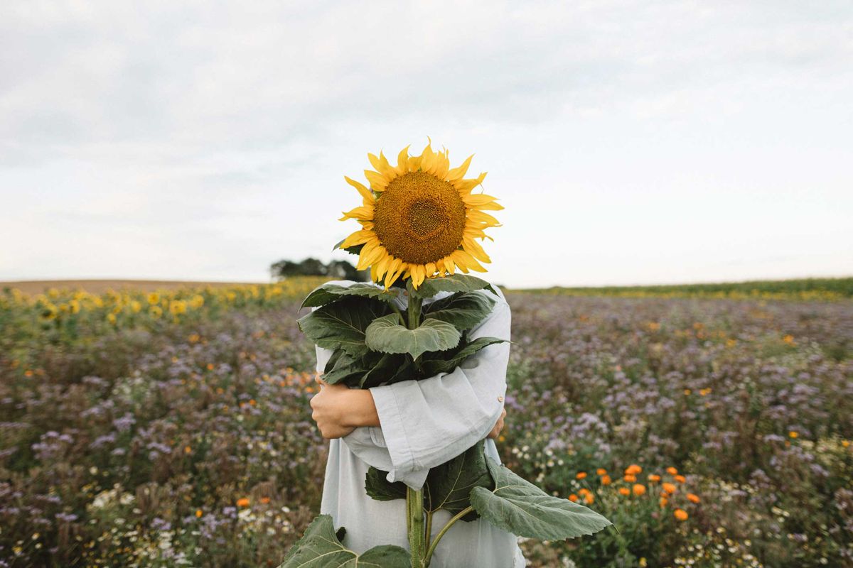 Person steht hinter Sonnenblume auf Feld