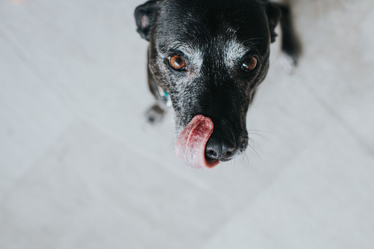 Schwarzer Hunde Senior schleckt sich mit der Zunge über das Maul