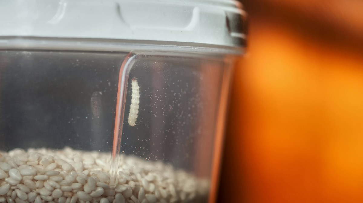 Larve einer Lebensmittelmotte in Container mit Körnern.