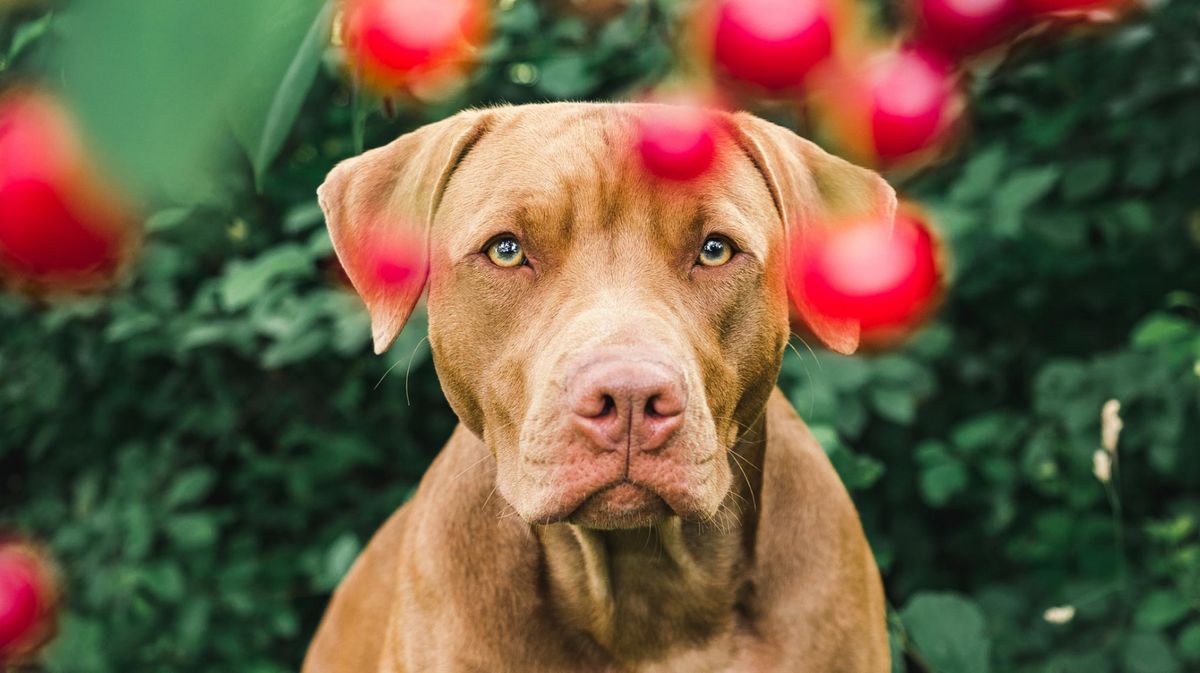 Dürfen Hunde Kirschen fressen?