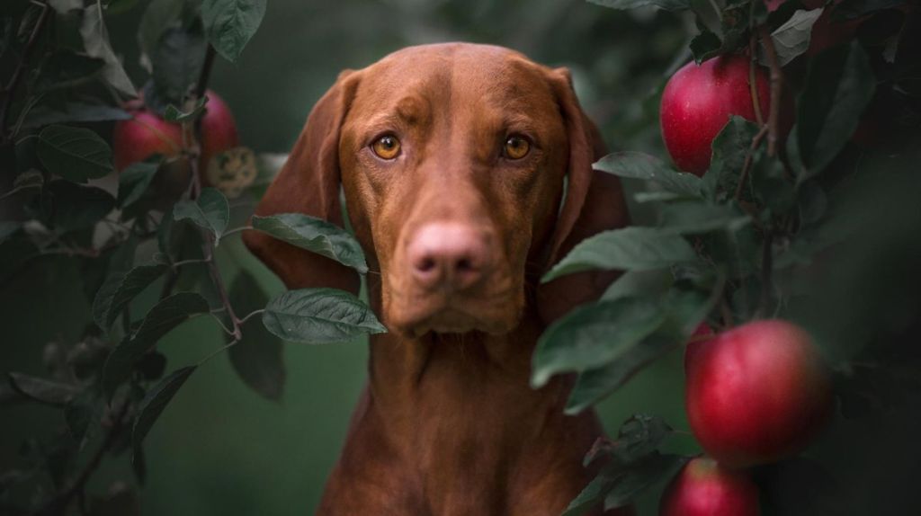 Ungarischer Jagdhund, Magyar Viszla, steht in Apfelplantage und blickt in die Kamera