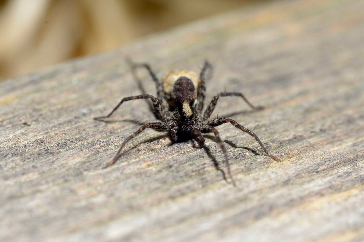 Nosferatu Spinne breitet sich weiter aus