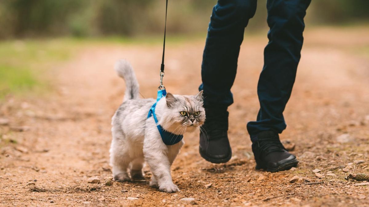 Katze an Leine gewöhnen