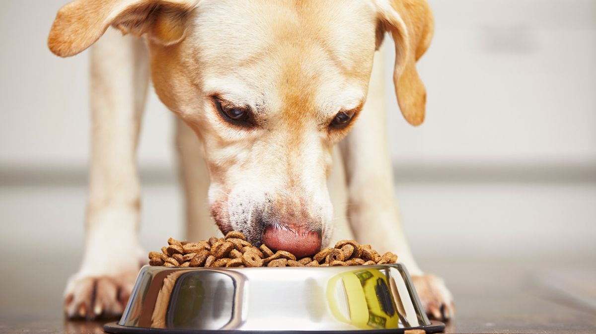 Hundefutter-Rückruf: Bei diesem Produkt drohen schwere Folgen!