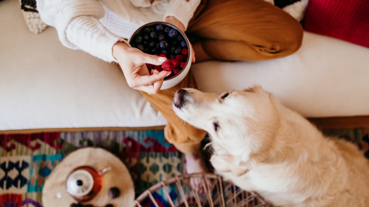 Dürfen Hunde Himbeeren essen?