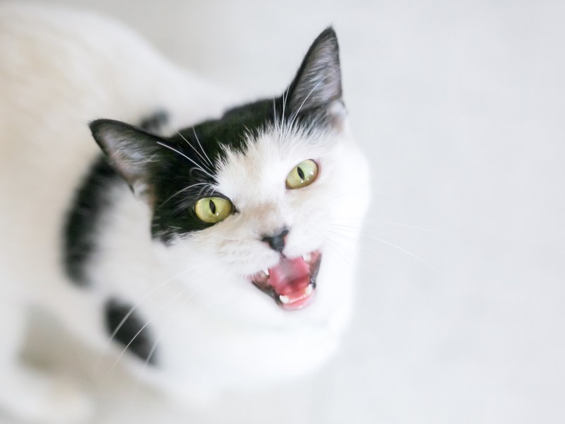 Schwarz-weiße Katze guckt hoch in die Kamera und miaut.