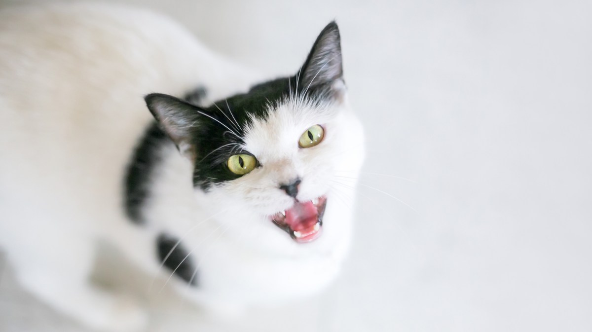 Schwarz-weiße Katze guckt hoch in die Kamera und miaut.