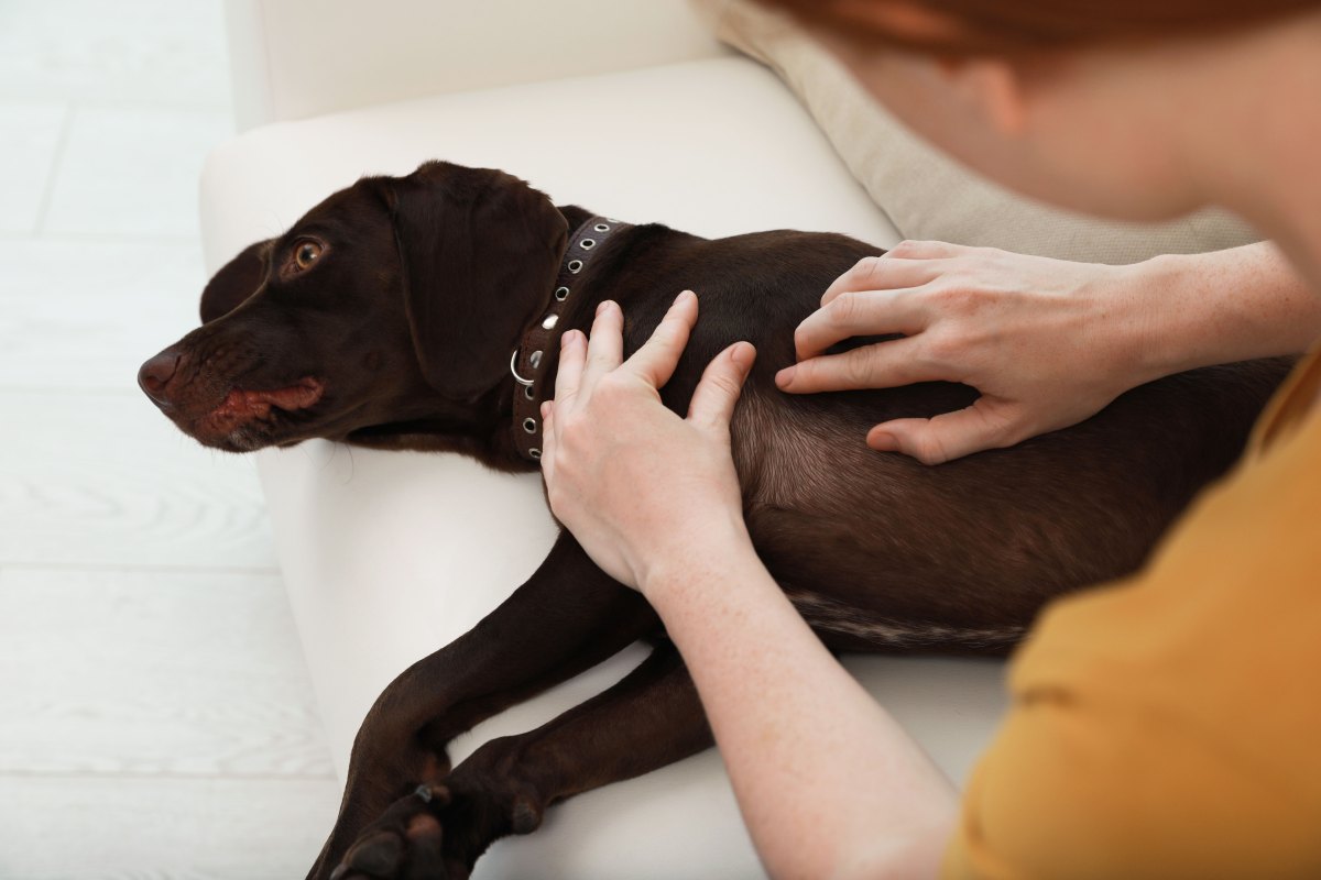 Frauchen untersucht die Haut ihres dunkelbraunen Labradors.