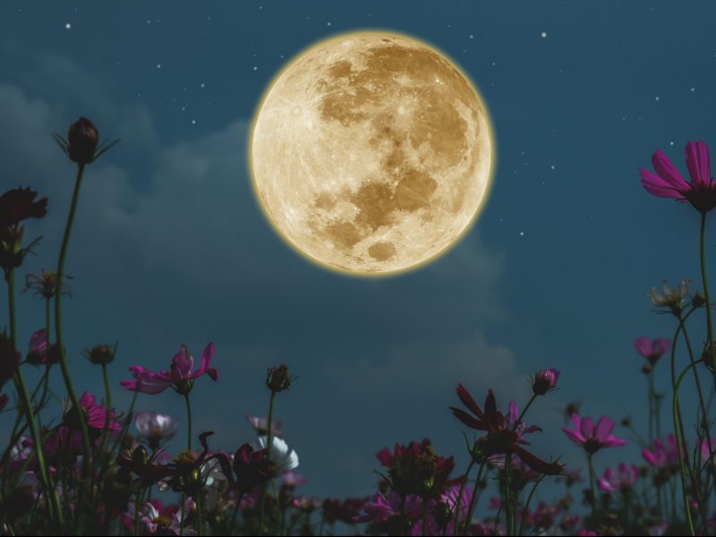 Vollmond am Nachthimmel mit Blumen drumherum.