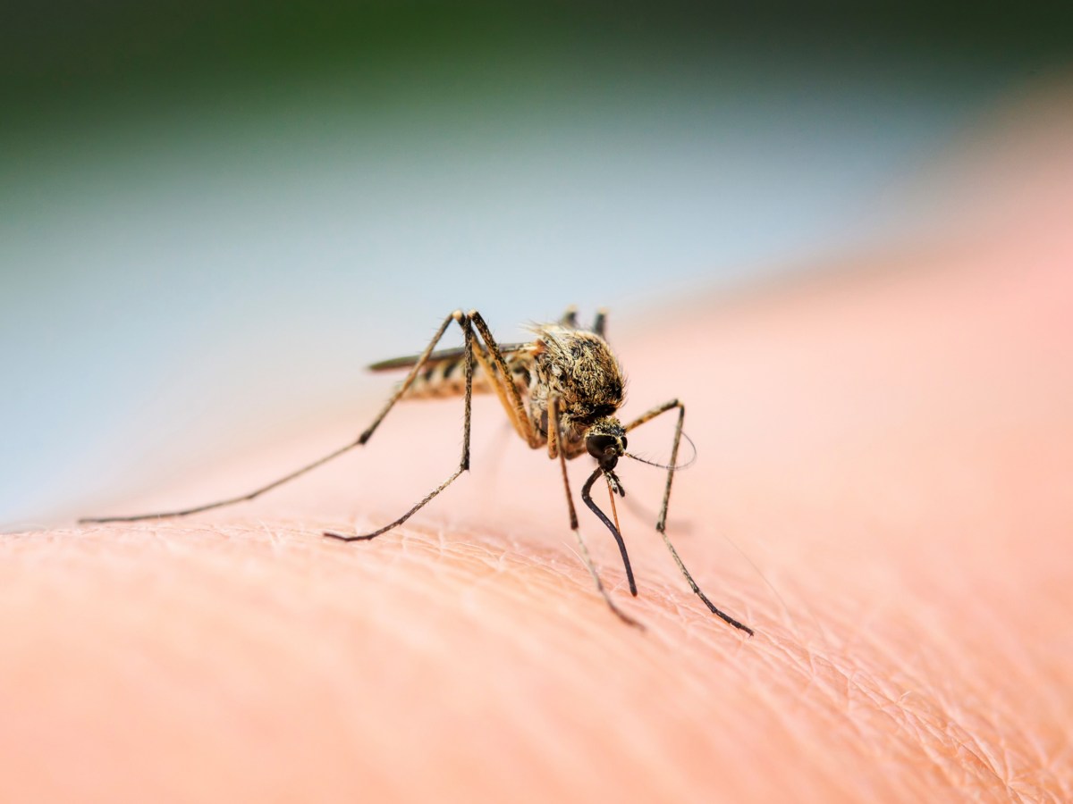 Mückenfalle bauen: So kannst du die Plagegeister effektiv vertreiben