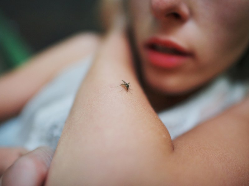 Eine Mücke sitzt auf dem Arm einer Frau