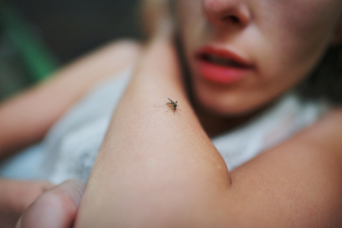 Eine Mücke sitzt auf dem Arm einer Frau