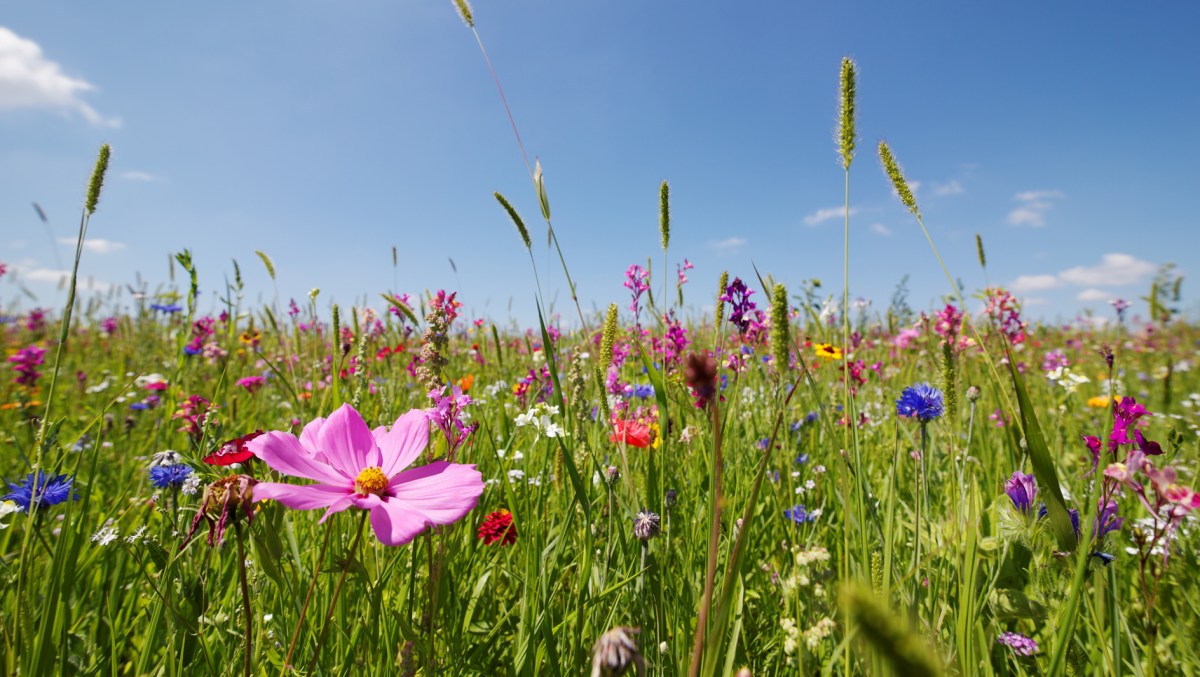 Blumenwiese