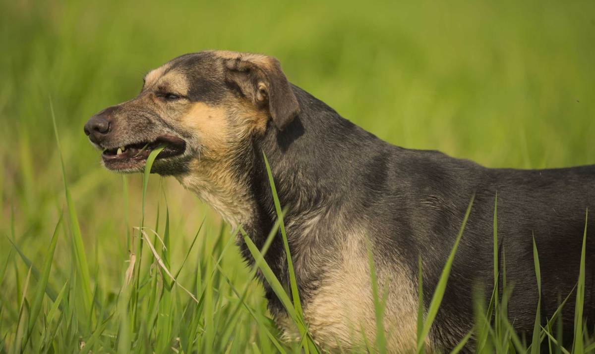 Hund, Schäferhund-Mischling frisst Gras