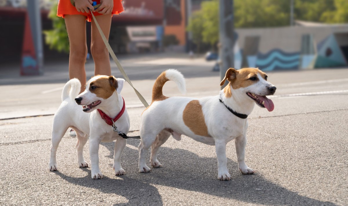 Zwei Jack Russel terrier auf Straße im Sommer