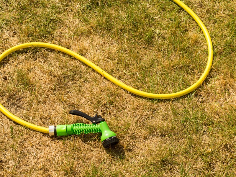 Verbrannter Rasen darauf liegt gelber Gartenschlauch mit grüner Spritzpistole