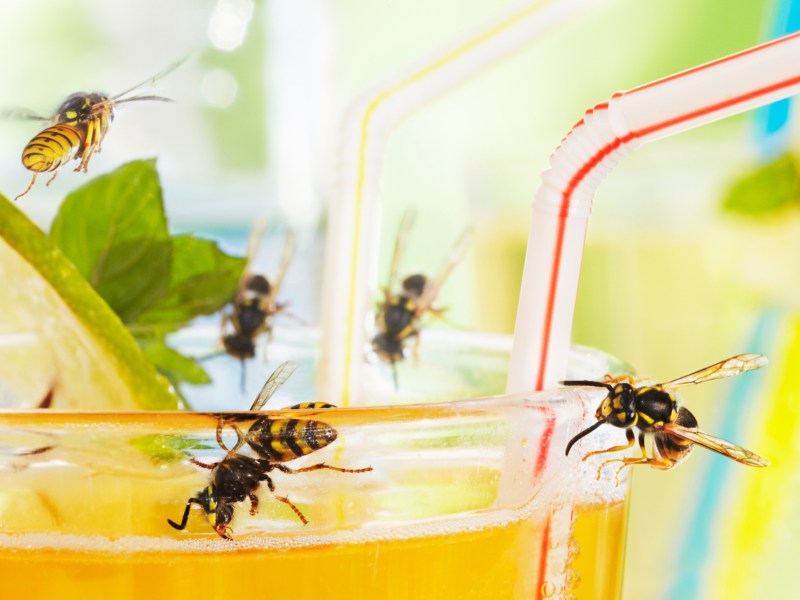 Wespen fliegen um ein Glas mit Orangensaft.