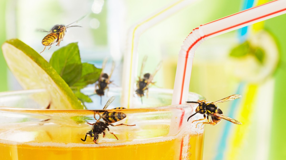 Wespen fliegen um ein Glas mit Orangensaft.