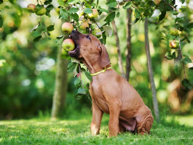 Ridgeback-Welpe frisst einen Apfel vom Baum