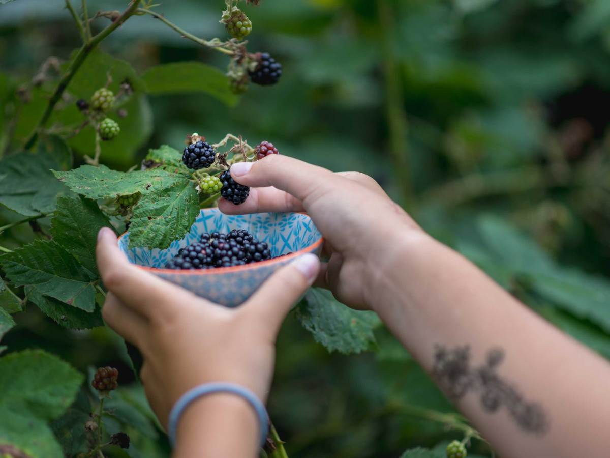 weibliche Hand einer Frau pflückt und sammelt wilde Brombberen am Busch in eine Schale im August zur Erntezeit als Selbstversorger