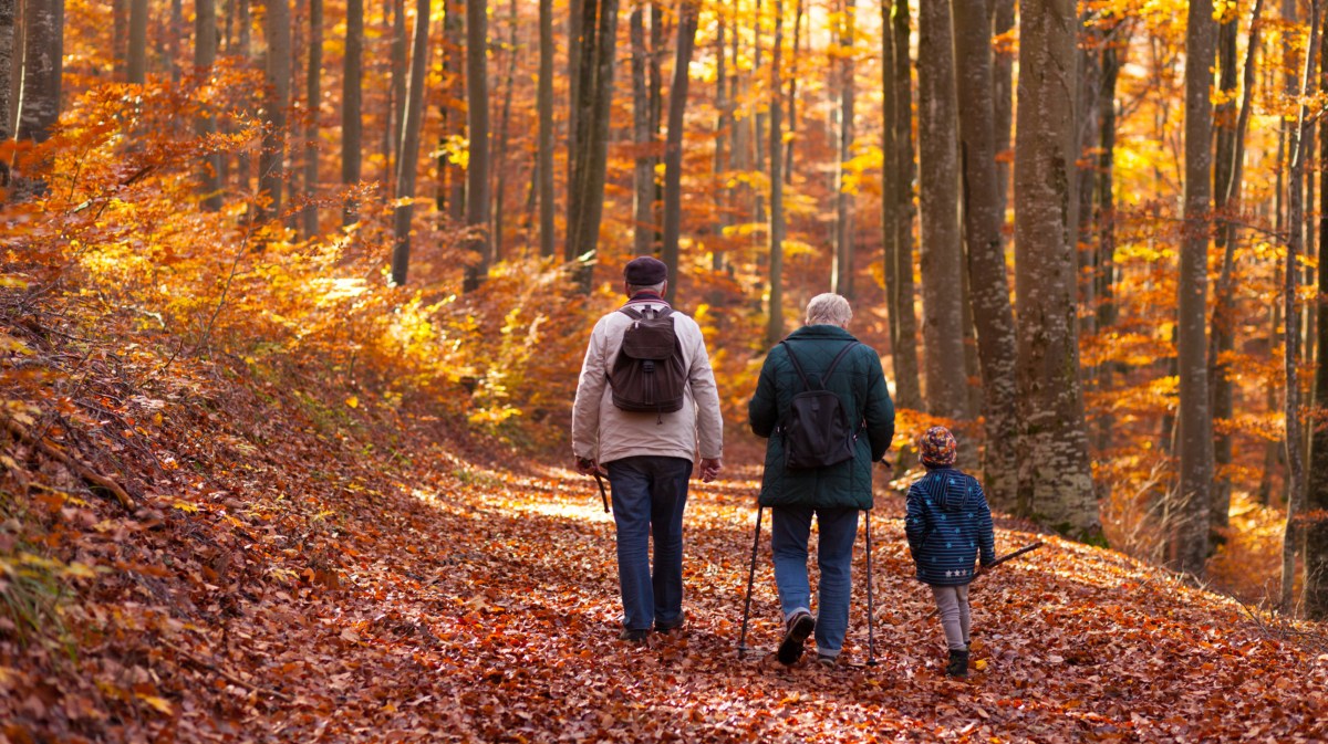 Großeltern gehen mit Enkel im Wald spazieren.