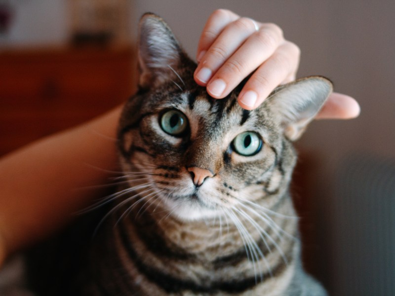 Katze mit grünen Augen wird von Hand gestreichelt