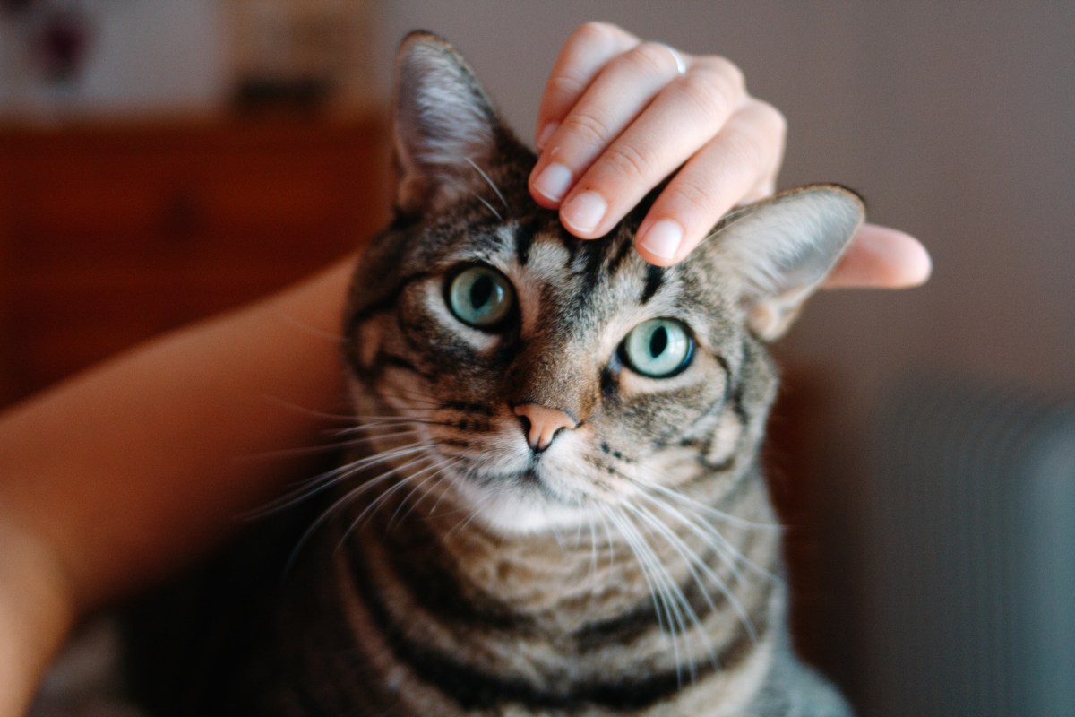 Katze mit grünen Augen wird von Hand gestreichelt