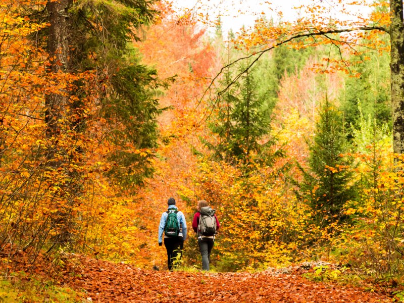 Zwei Personen wandern im herbstlichen Wald