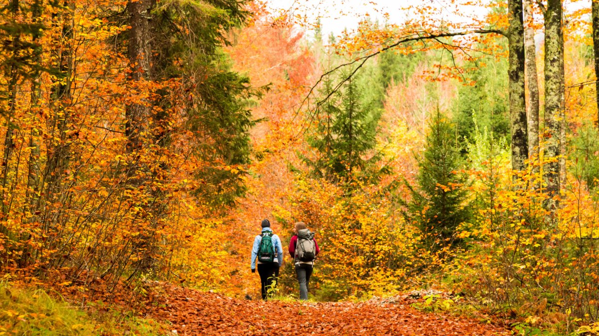 Zwei Personen wandern im herbstlichen Wald