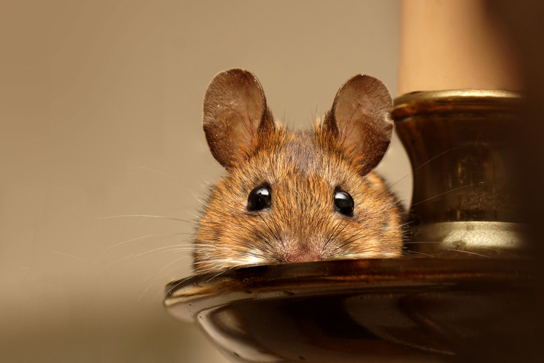 Die besten Tipps gegen Mäuse und welche Mittel helfen!