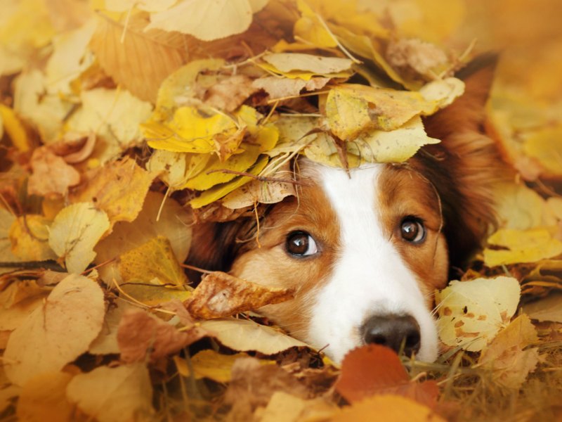 Braun weißer Hund von Herbstlaub bedeckt