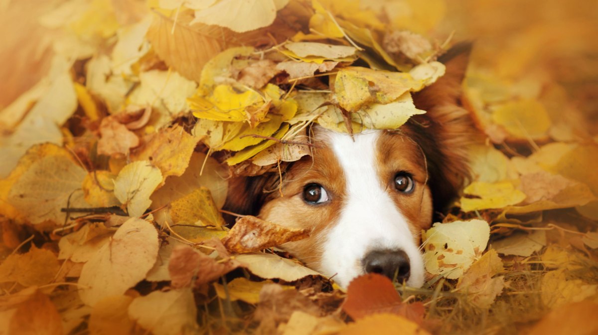 Braun weißer Hund von Herbstlaub bedeckt