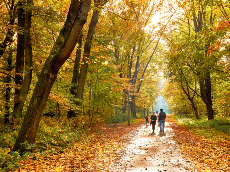 Personen im herbstlichen Laubwald